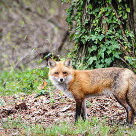 Red Fox by Stacy Abbott