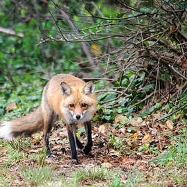 Red Fox trot by Stacy Abbott