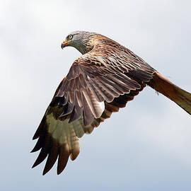 Red Kite flight by Grant Glendinning