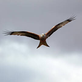 Red Kite in flight by Grant Glendinning