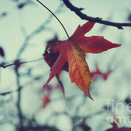 Red leaf by Jelena Jovanovic