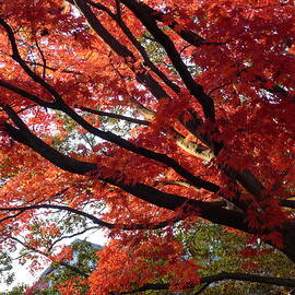 Red Maple 01 by Richard Reeve