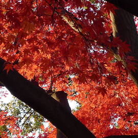 Red Maple 02 by Richard Reeve