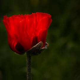 Red Poppy on Dark Background by Jean Noren