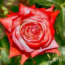 Red Rose Focus by Stefano Senise