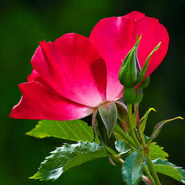 Red rose by Jean Noren