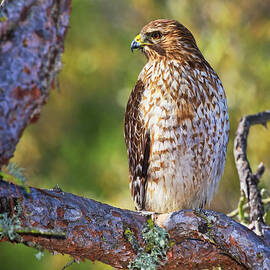Red Shouldered Hawk by Beth Sargent