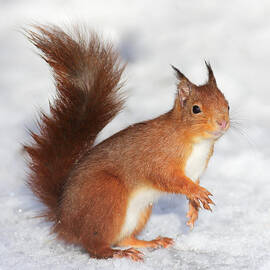 Red Squirrel in snow by Grant Glendinning