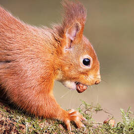 Red Squirrel on log by Grant Glendinning