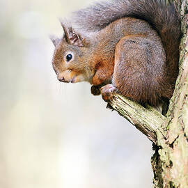 Red Squirrel on tree branch by Grant Glendinning