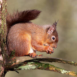 Red Squirrel perched portrait by Grant Glendinning