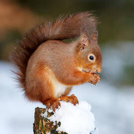 Red Squirrel Portrait by Grant Glendinning