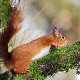 Red Squirrel Scotland by Grant Glendinning