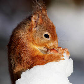 Red Squirrel with nut in snow by Grant Glendinning