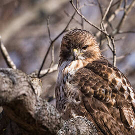 Red-Tail Hawk Stare by Jeff Sinon