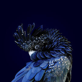 Red-tailed Black Cockatoo by A Debi Dalio