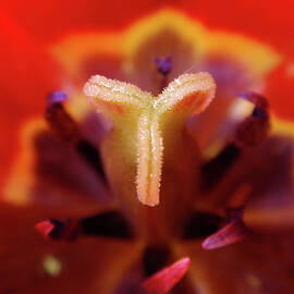 Red Tulip Abstract by Rona Black