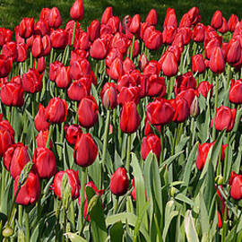 Red Tulip Field by Richard Reeve