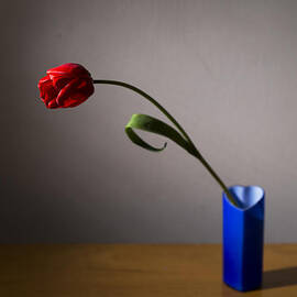 Red Tulip by Ivan Vukelic