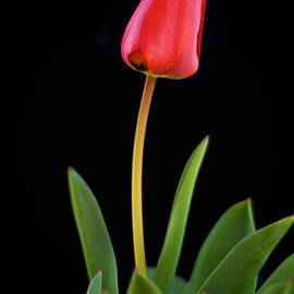 Red Tulip on Black by Mary Lee Dereske