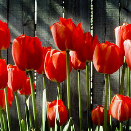 Red Tulips by Kelley King