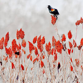 red winged blackbird on sumac by Steven Ralser
