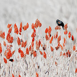 red-winged blackbird by Steven Ralser