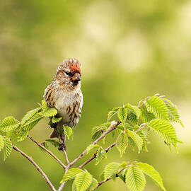 Redpoll by Grant Glendinning