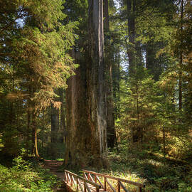 Redwood Forest On A Perfect Spring Day by Ed Freeman