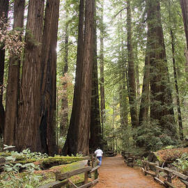 Redwood Trees by Sue Leonard