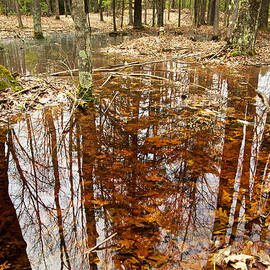 Reflections on a Forest Floor by Mary Lee Dereske