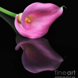 Reflections by Susan Candelario