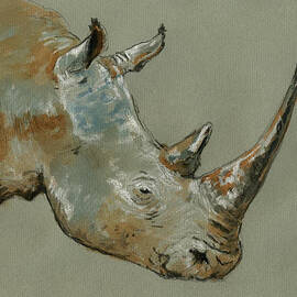 Rhino study by Juan  Bosco