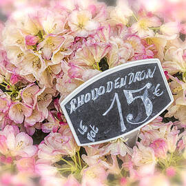 Rhododendrons For Sale by Georgia Clare