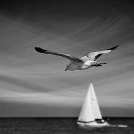 ride the wind by Laura Fasulo