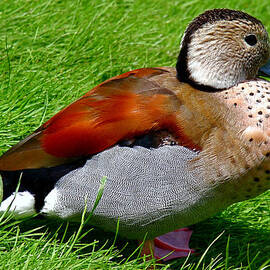 Ringed Teal Drake by Rona Black