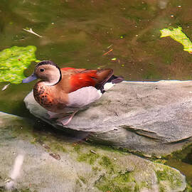 Ringed Teal on a rock by Flees Photos