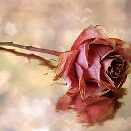 Romantic Rose by Jessica Jenney