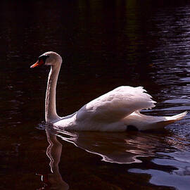 Romeo or Juliet by Rona Black