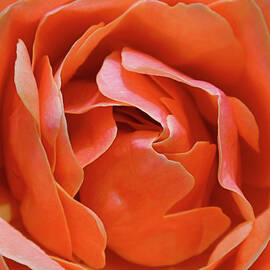 Rose Abstract by Rona Black