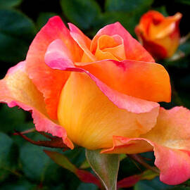 Rose Beauty by Rona Black