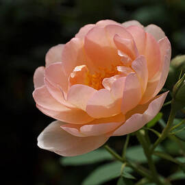 Rose Blush by Rona Black