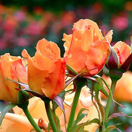 Rose Bunch by Rona Black