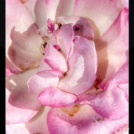 Rose Close-Up by Stefano Senise