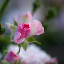 Rose Emergent by Rona Black