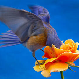 Rose excavation by Jean Noren