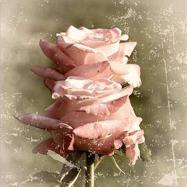 Rose Old-Fashioned by Stefano Senise