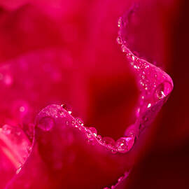 Rose Petal Rain by Mary Jo Allen