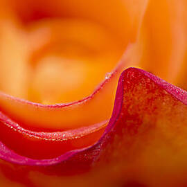 Rose Petal Waves by Mary Jo Allen