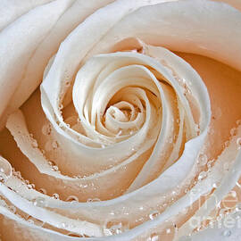 Rose Swirls and Dew by Susan Candelario